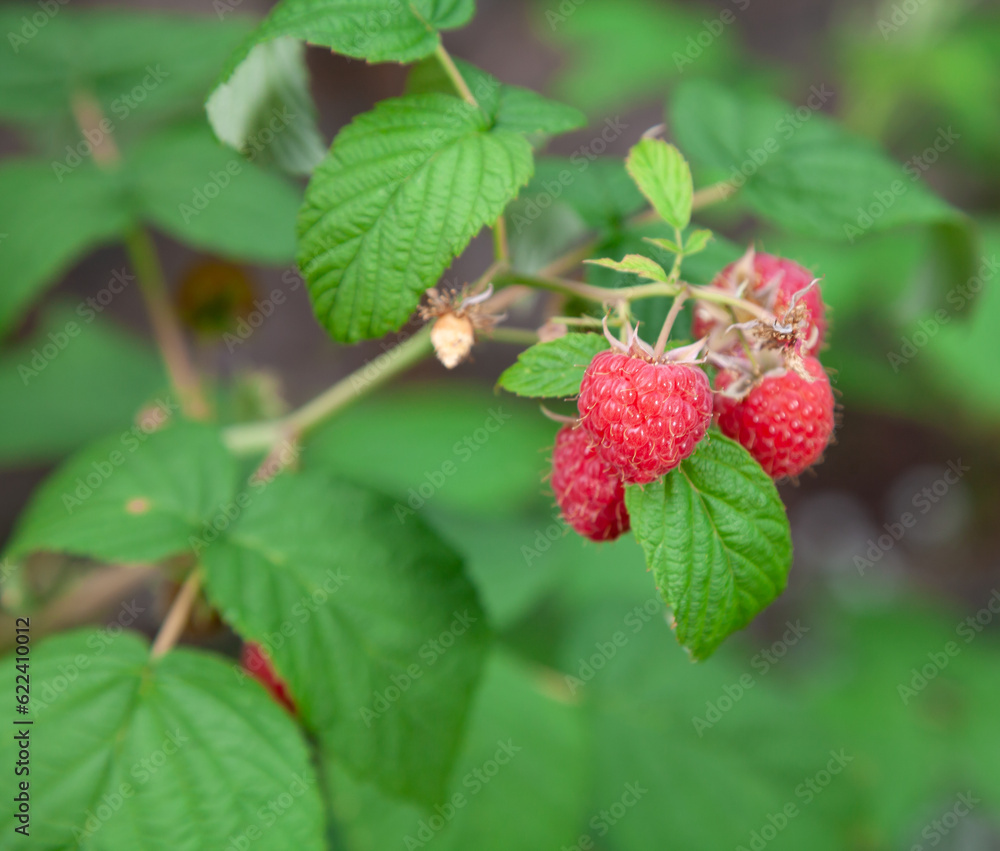 Ripe raspberries on a green bush.... Ripe raspberries on a green bush....