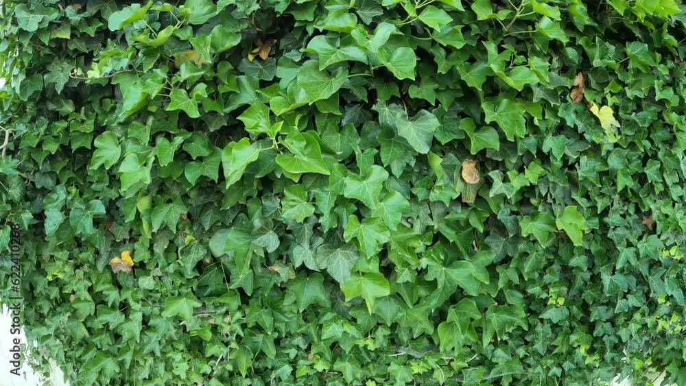 Efeu Hedera helix wächst an Mauer Efeu Hedera helix wächst an Mauer