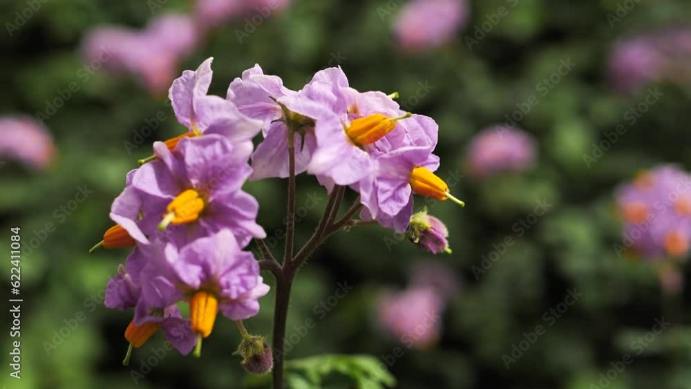 beautiful close-up of violet, purple, pink potato flowers, slow motion beautiful close-up of violet, purple, pink potato flowers, slow motion