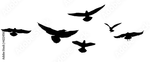 png flock of birds silhouette isolated on clear background 