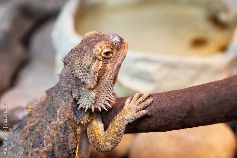 Central Bearded Dragon. Reptile and reptiles. Amphibian and Amphibians. Tropical fauna. Wildlife and zoology. Central Bearded Dragon. Reptile and reptiles. Amphibian and Amphibians. Tropical fauna. Wildlife and zoology.