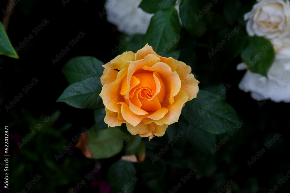 Close up of orange rose with dark background Close up of orange rose with dark background