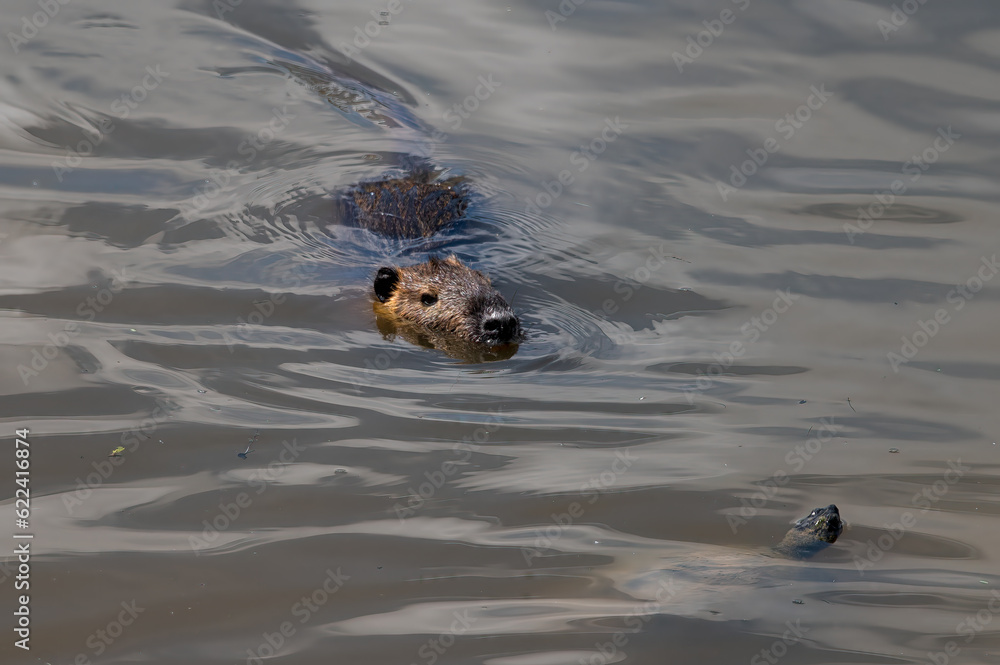 Fototapeta premium DDB_NutriaAndTurtle