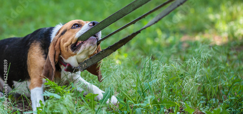 beagle hunting dog pulls on the leash holding it in his teeth. banner