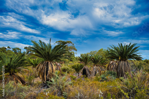 Macrozamia riedlei (zamia or zamia palm), a species of cycad endemic in the south of Western Australia, in Badgingarra National Park
 photo