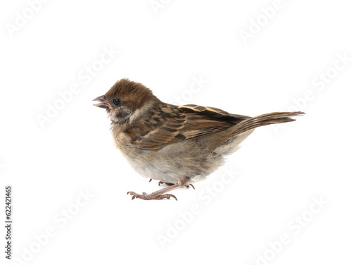 little sparrow isolated on white background