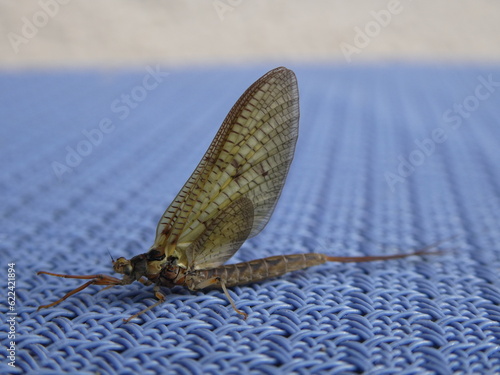 Close up of a mayfly on blue tablecloth photo