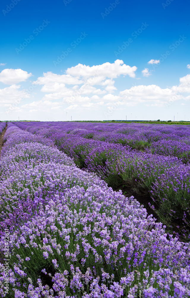Naklejka premium Beautiful lavender field with cloudy sky