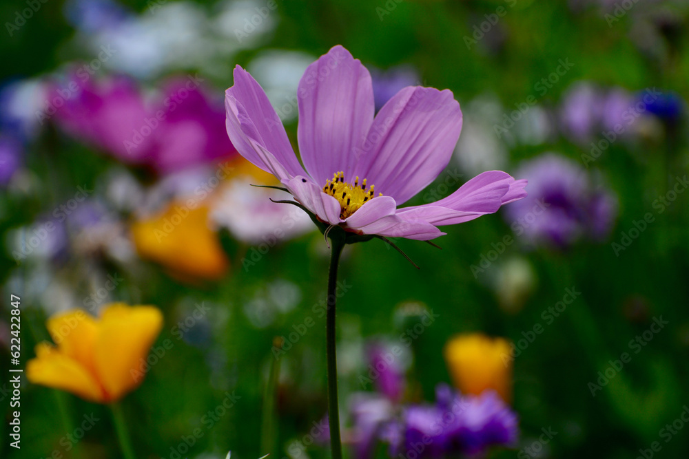 Wild flower field in the summer sunshine with vibrant coloured petals and flower heads of various mixed species. Wild flower field in the summer sunshine with vibrant coloured petals and flower heads of various mixed species.