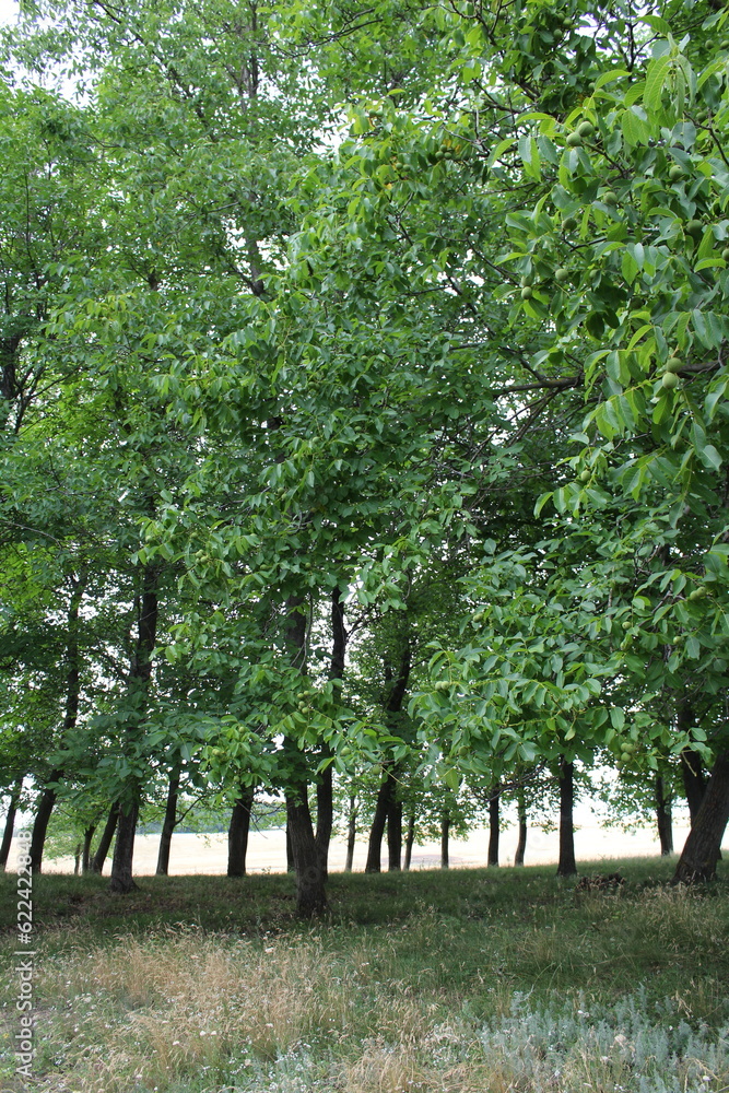 A group of trees in a forest A group of trees in a forest