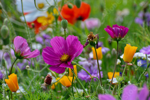 Wild flower field in the summer sunshine with vibrant coloured petals and flower heads of various mixed species.