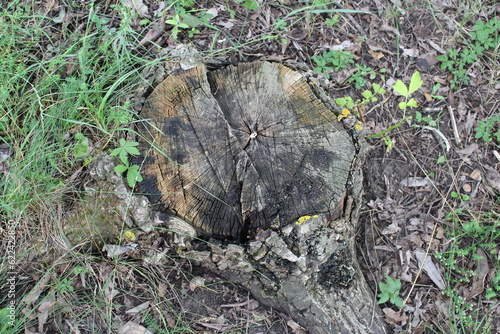 A tree stump in the grass