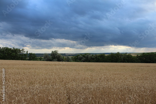 A field of wheat with trees in the background
