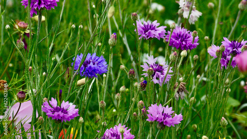 Wild flower field in the summer sunshine with vibrant coloured petals and flower heads of various mixed species.