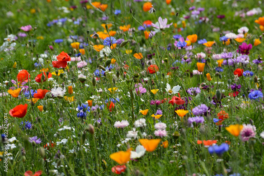 Fototapeta premium Wild flower field in the summer sunshine with vibrant coloured petals and flower heads of various mixed species.