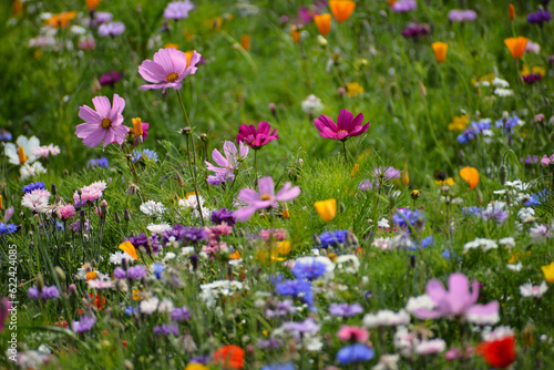 Wild flower field in the summer sunshine with vibrant coloured petals and flower heads of various mixed species.