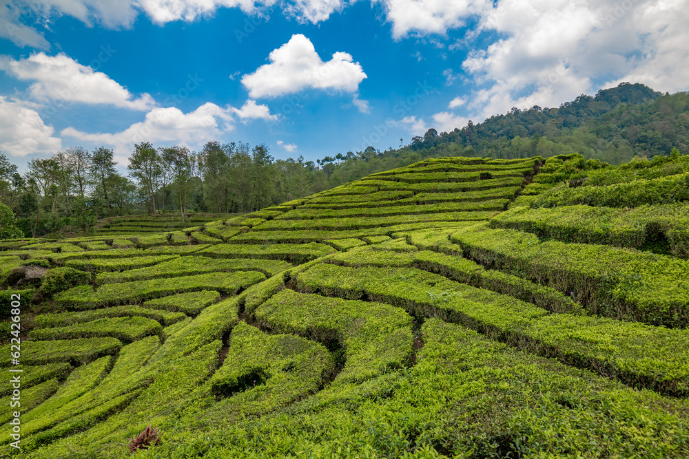 Rancabali Tea Plantation near Bandung in West Java, Indonesia..