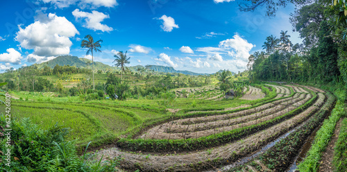 Rice fields in Sidemen valley, Bali, Indonesia.