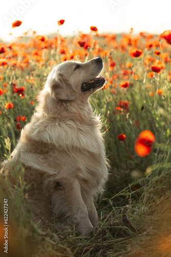 Golden Retriever in a poppy field at sunset