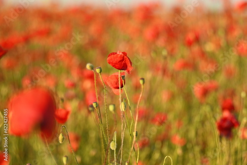 A poppy field in summer at sunset