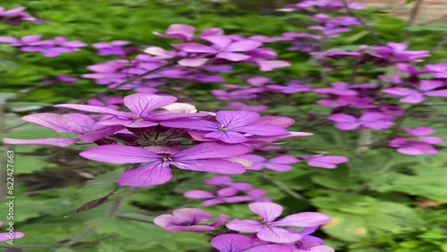 pink flowers 