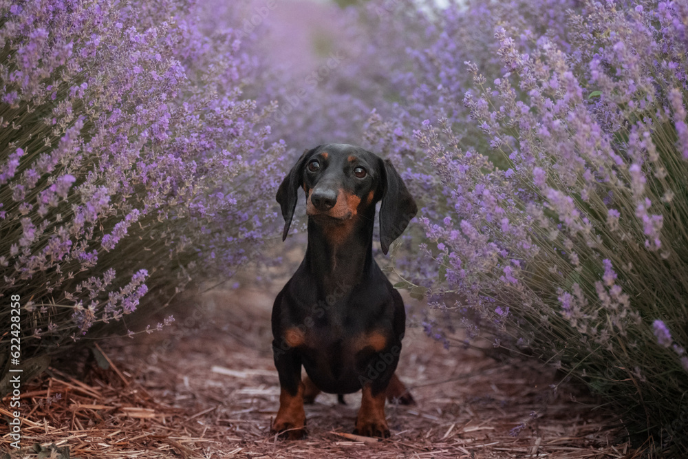 A miniature black dachshund poses in a lavender field