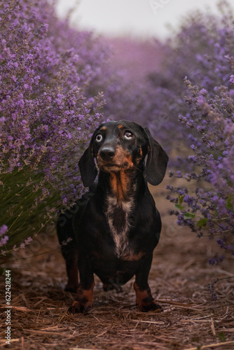 A miniature dachshund with colorful eyes poses in a lavender field