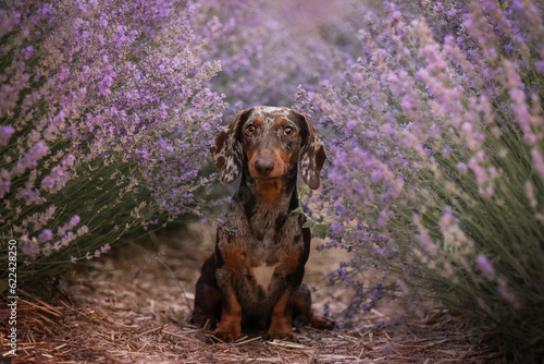 Miniature merle dachshund poses in a lavender field