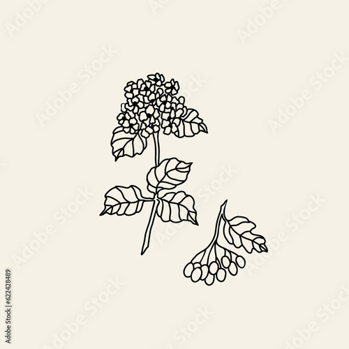 Hand drawn viburnum branch illustration