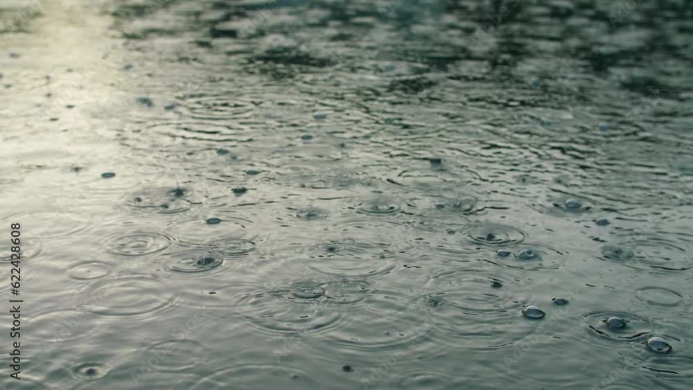 Rain drop storm wet forest weather cloud branch tree puddle