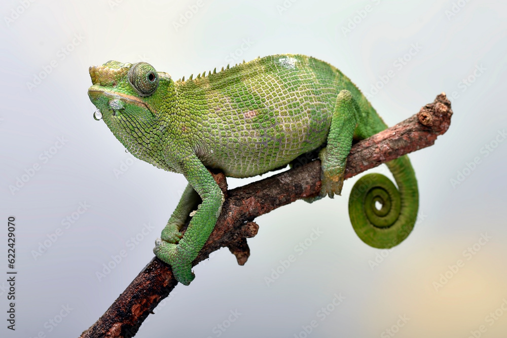Female fischer chameleon on a white background - obrazy, fototapety, plakaty 
