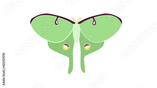 Luna Moth
