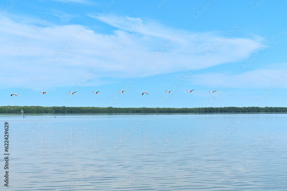 Flamingos flying over saltpeter river surrounded by mangroves