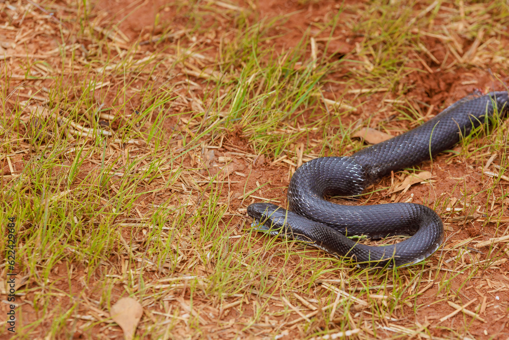Eastern ratsnake, which was black in color, was seen outdoors in South Carolina region during summer season Eastern ratsnake, which was black in color, was seen outdoors in South Carolina region during summer season