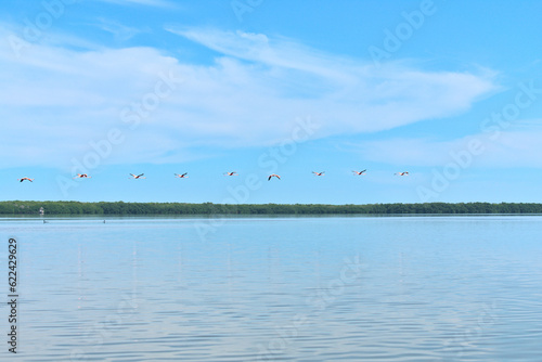 Photos Flamingos flying over saltpeter river surrounded by mangroves