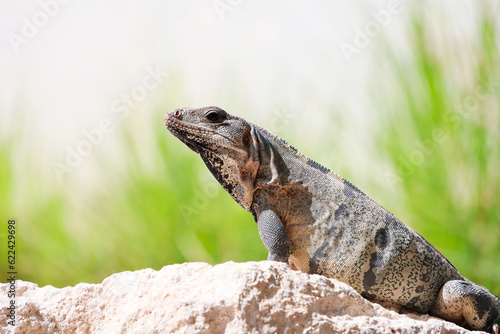Sunbathing Iguana on Textured Stone