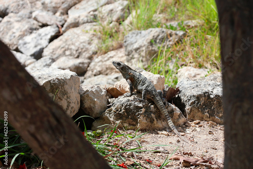 Sunbathing Iguana on Textured Stone