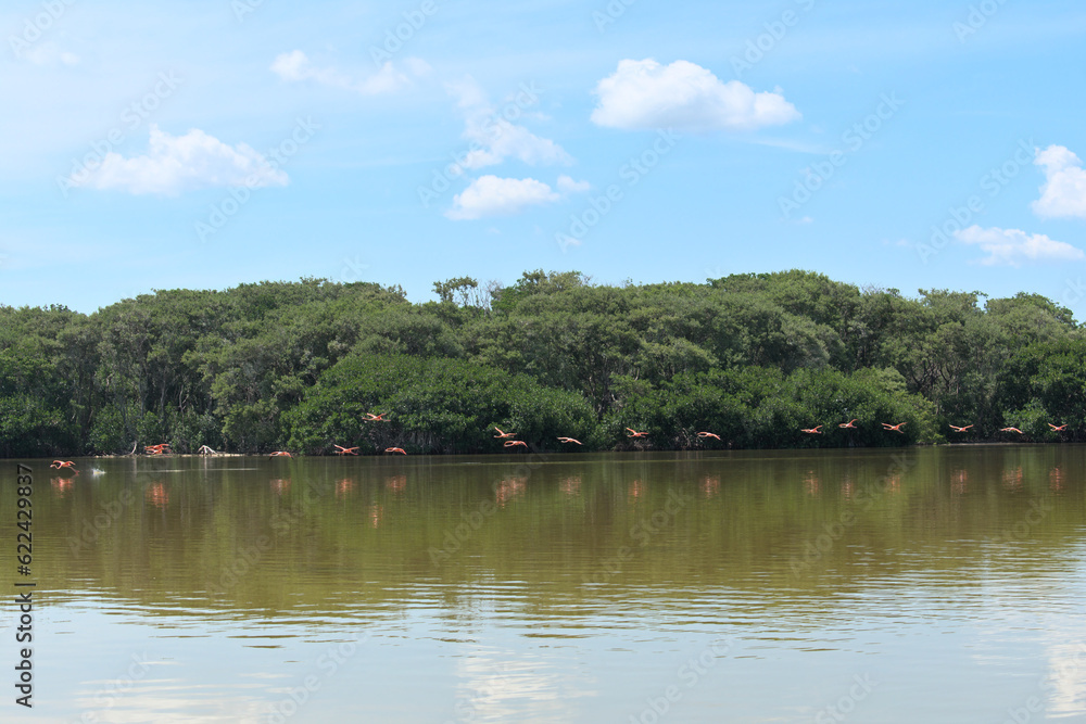 Flock of flamingos flying to the side of the mangroves 2