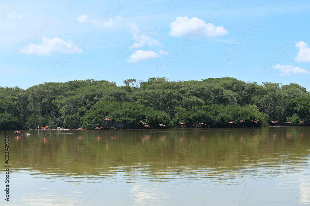 Flock of flamingos flying to the side of the mangroves 2 Flock of flamingos flying to the side of the mangroves 2