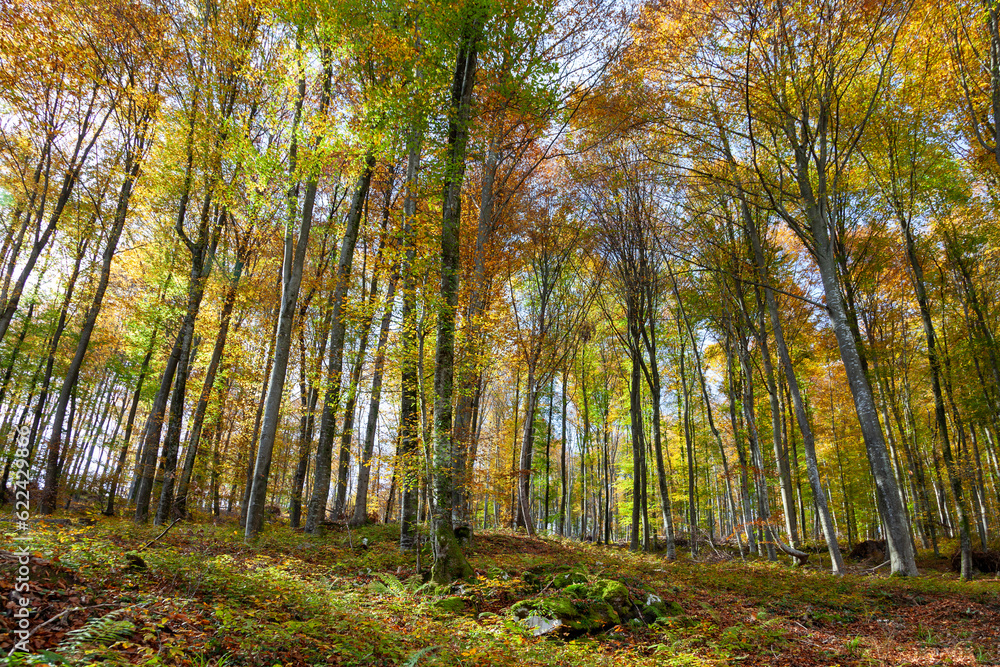Fototapeta premium Sunny colorful forest landscape in sunlight.