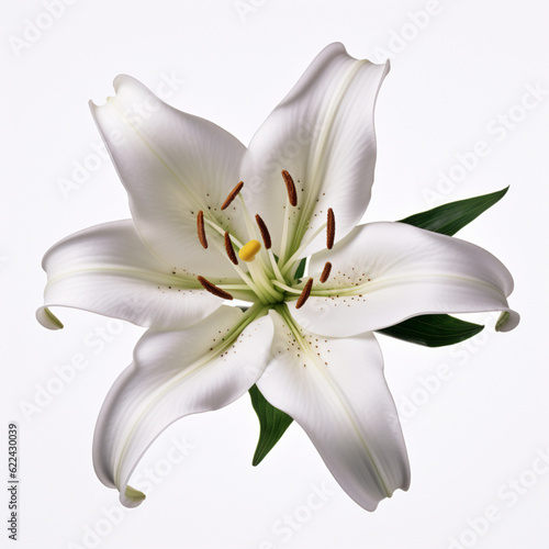 white lily flower