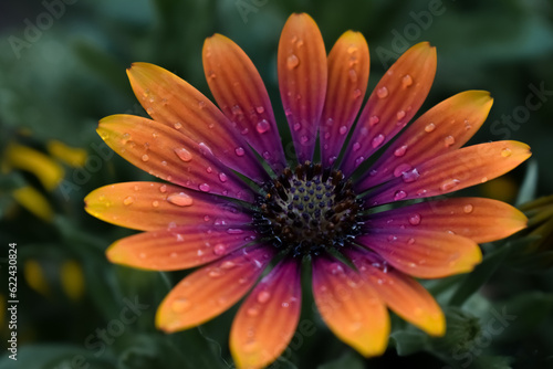 orange pink purple flower daisy close up macro with rain droplets on petals isolated on dark background