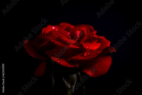 Dramatic red rose against black background with water rain tear droplets on petals, macro detail close up shadows
