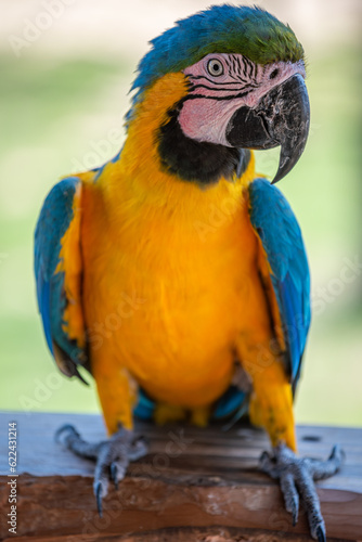 Ara bleu, perroquet  © AustralianDream