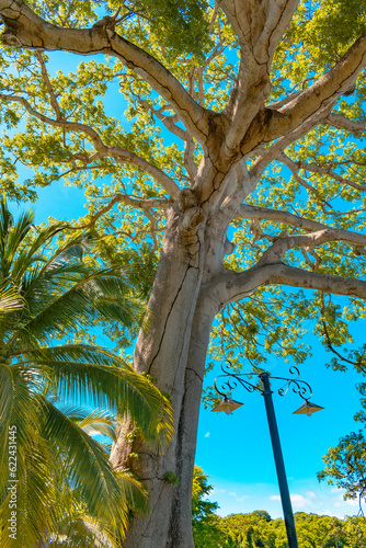 árbol, naturaleza, bosque, verde, madera, hojas, paisaje, verano, corteza, viejo,Nicaragua