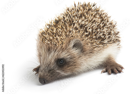 Prickly hedgehog isolated on a white background. 