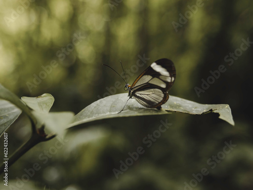 mariposa, insecto, naturaleza, macro, alas, animal, hermoso, bicho, fauna