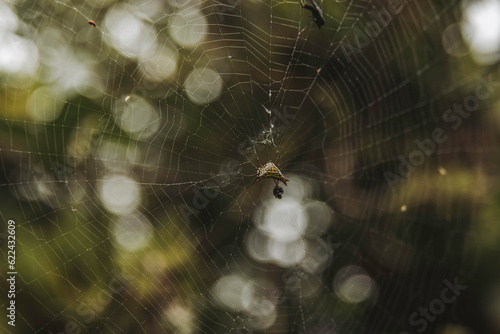 araña, web, naturaleza, insecto, bosque, fauna, tela de araña, aracnidos, macro, animal