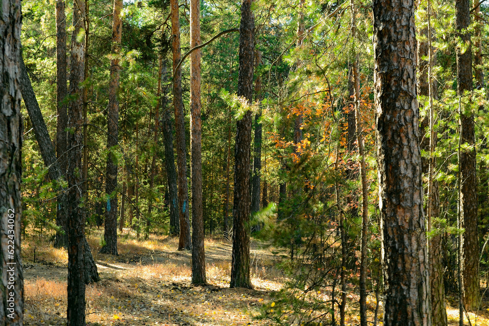 Naklejka premium Pine trees with green needles in a dense autumn forest