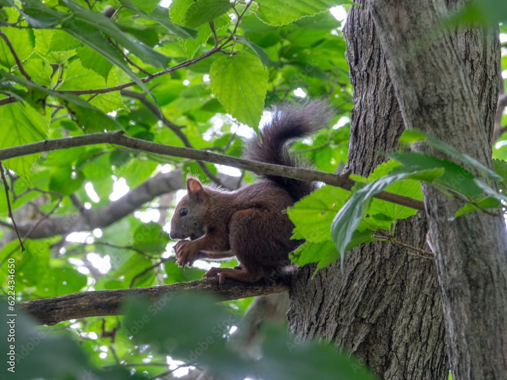 Obraz premium 夏のエゾリス（北海道夕張市）